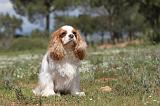 CAVALIER KING CHARLES 143